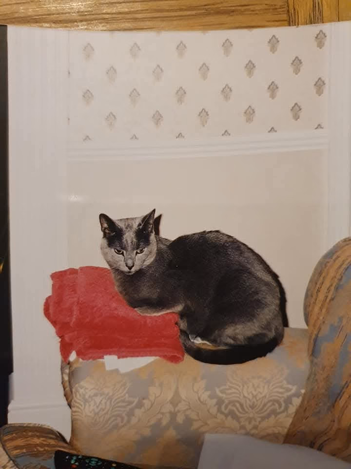 Russian Blue cat sitting on the arm of a sofa