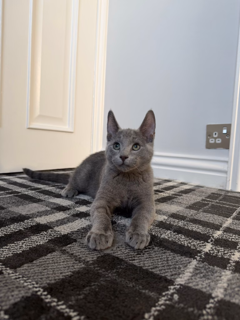 Kitten posing beautifully on a checked carpet