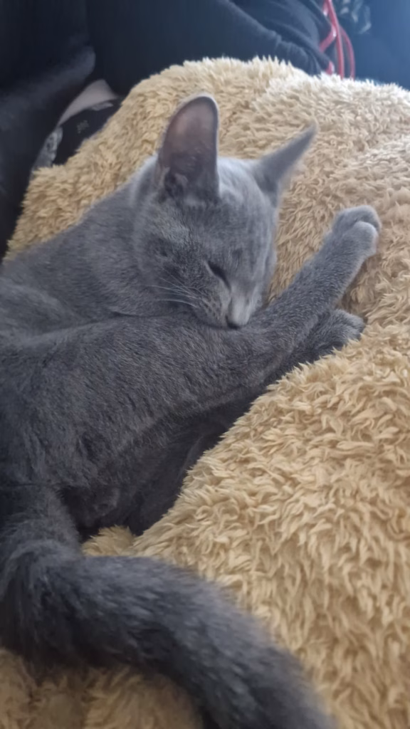 Kitten curled up in a ball sleeping
