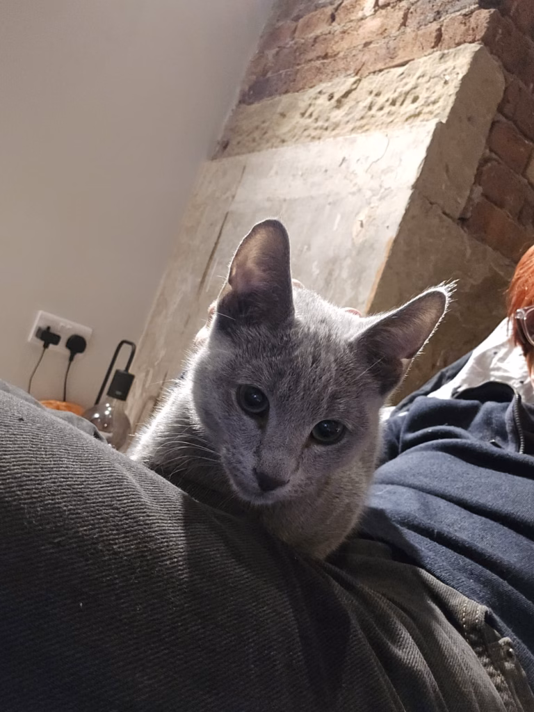 Kitten sitting on owners knee