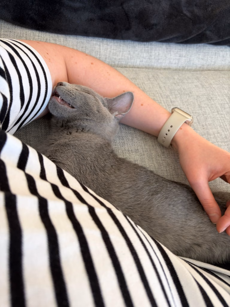 Kitten lying stretched out in his owners arms