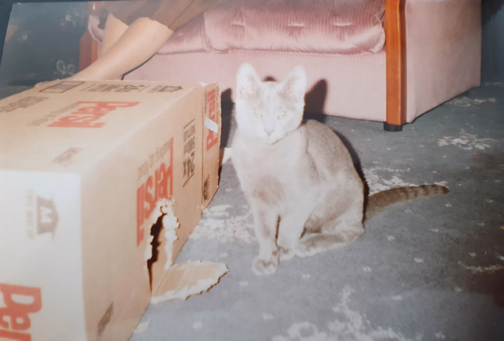 Russian Blue kitten sitting beside a box