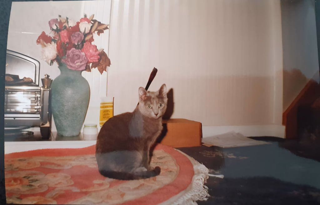 Russian Blue kitten sitting on a rug