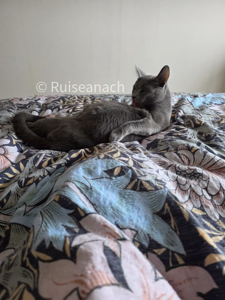 Heavily pregnant russian blue cat lying on a bed