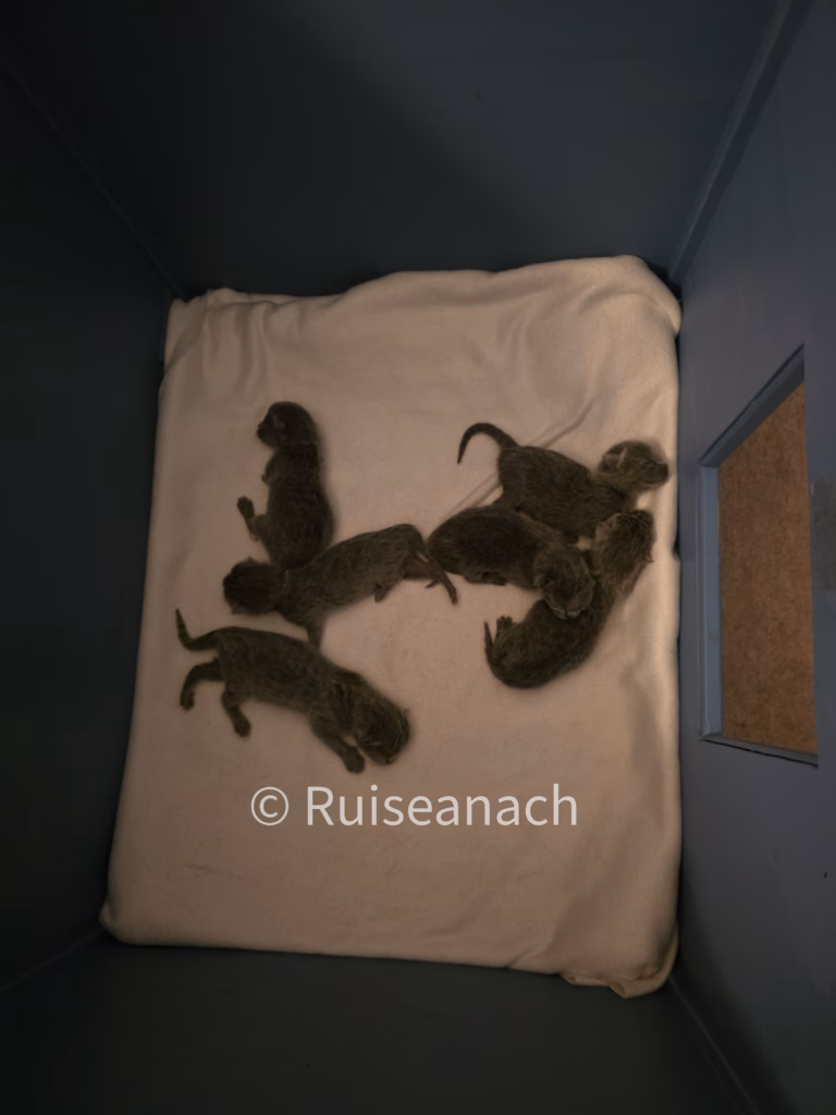 six new born russian blue kittens
