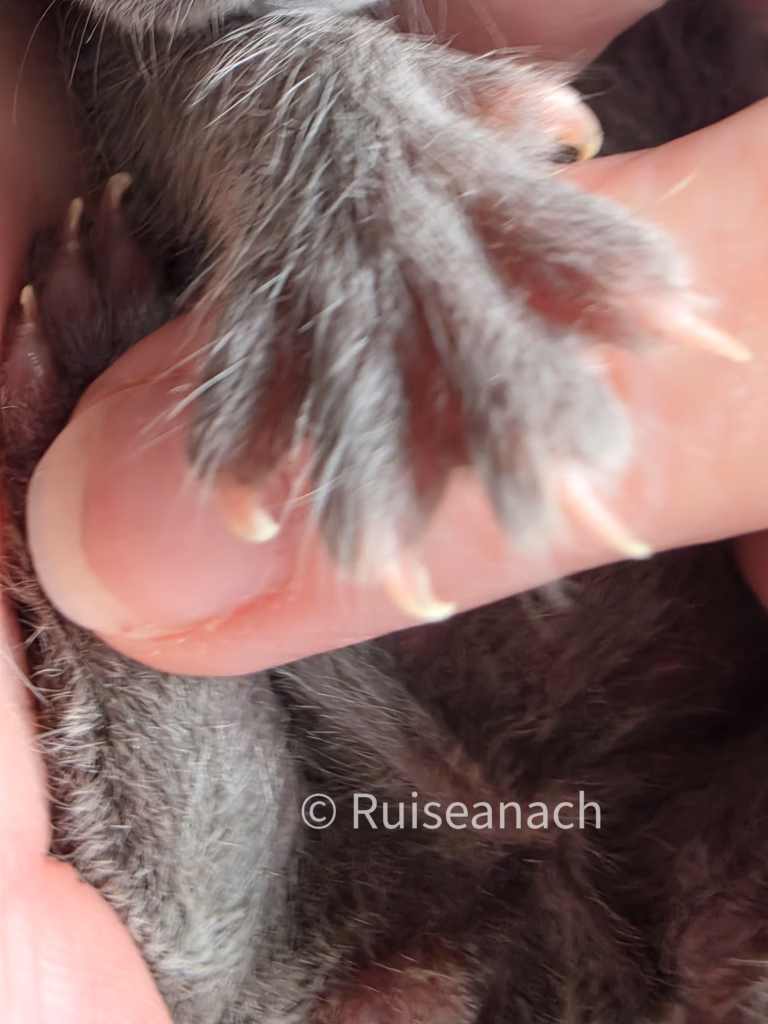tiny kitten paw showing their claws