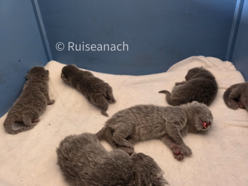 six russian blue kittens sleeping after feeding