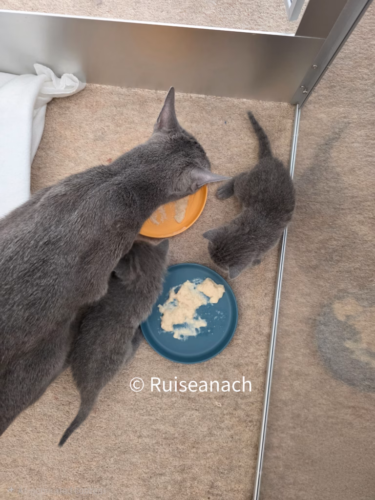 Mum cat showing kittens how to eat food