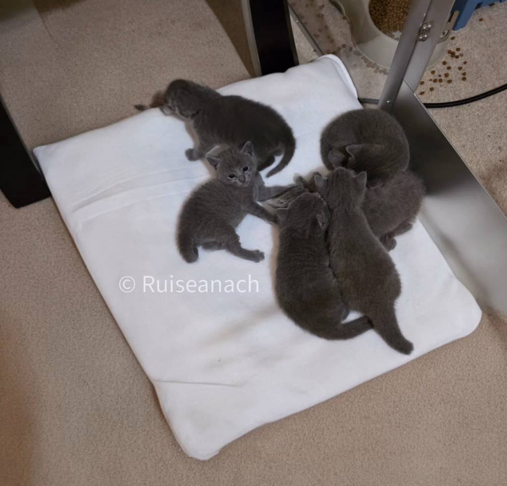 Russian Blue kittens all sleeping together on a heat pad