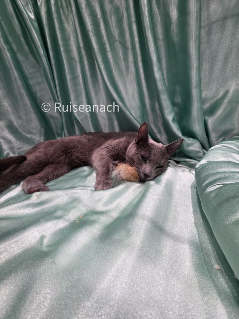 russian blue lying in front of green curtains with a small furry toy