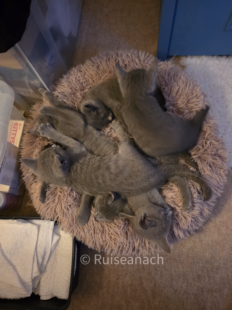 Russian Blue kittens sleeping in a donut bed