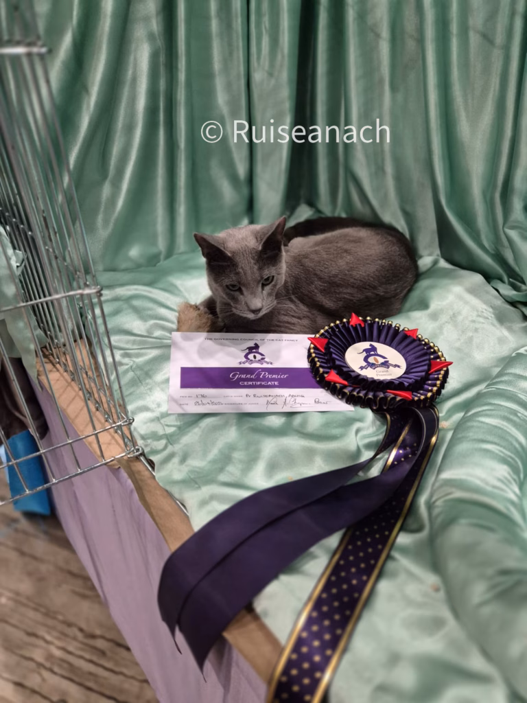 russian blue sitting in front of green curtains with a rosette and certificate
