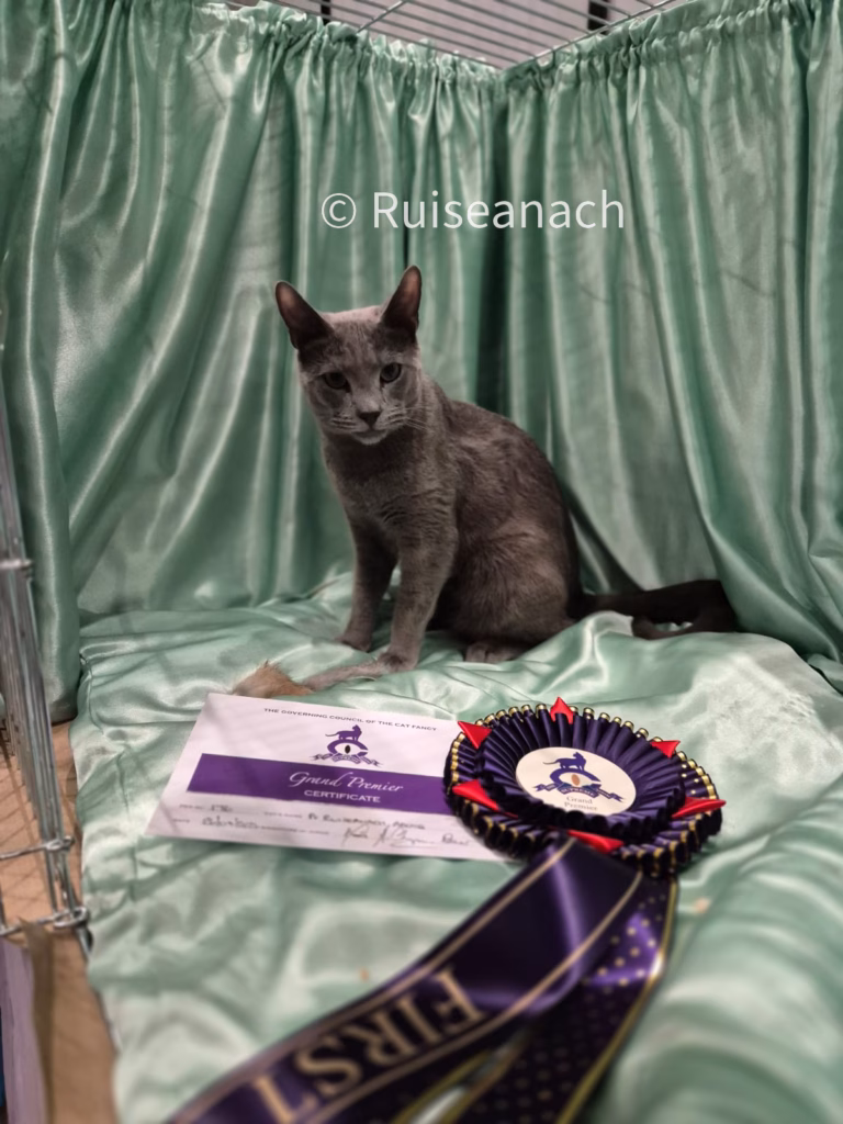 russian blue sitting in front of green curtains with a rosette and certificate