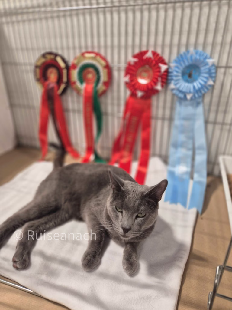 Male Russian Blue cat proudly lying in front of fancy rosettes he has won