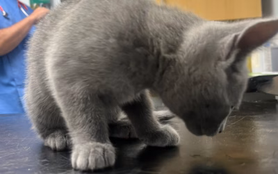 First Vet Visit For The C Litter