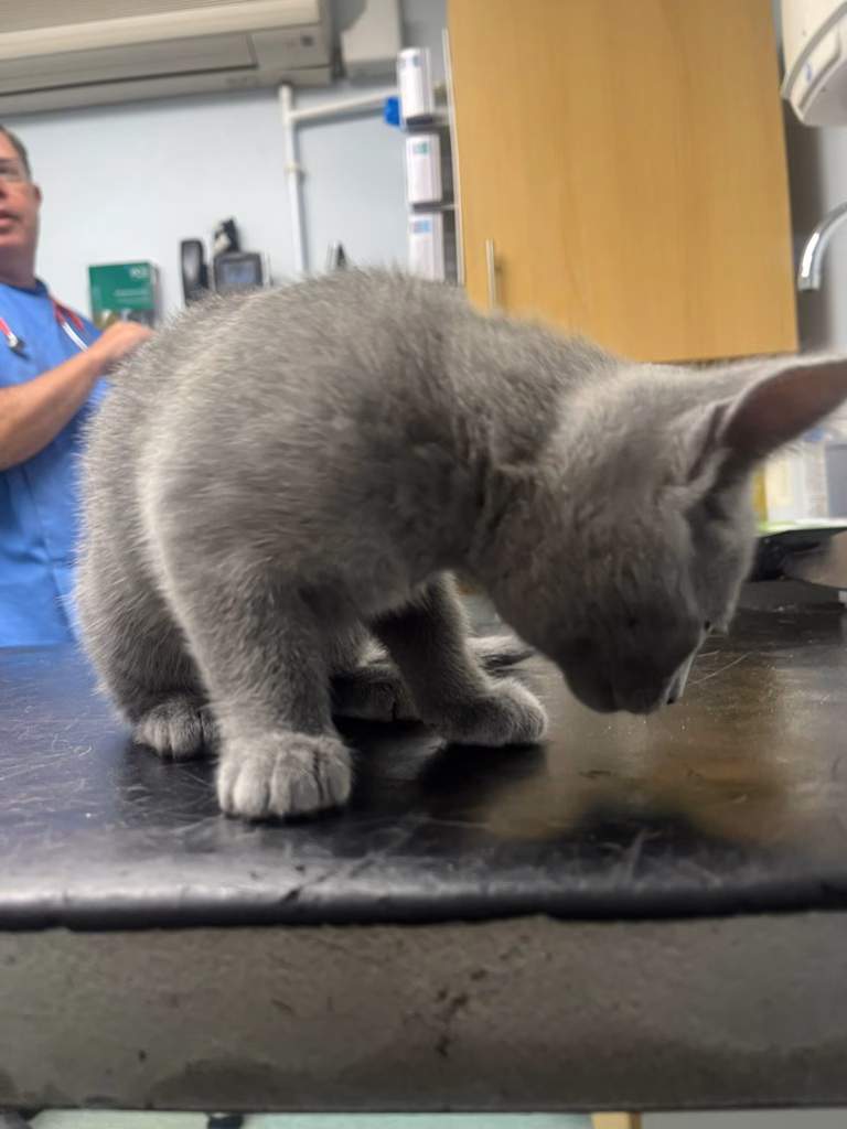 Russian blue kitten sitting on the vets table