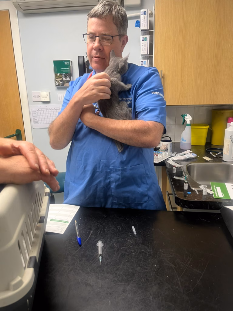 Vet cuddling a Russian Blue kitten