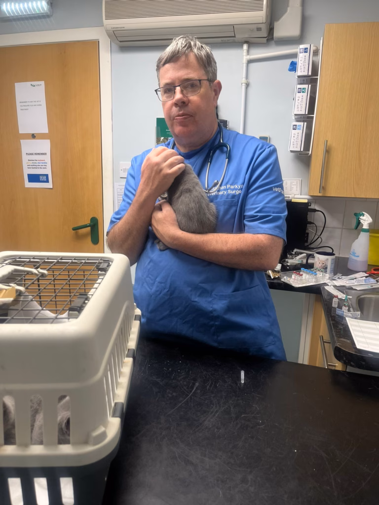 Vet inspecting a kitten