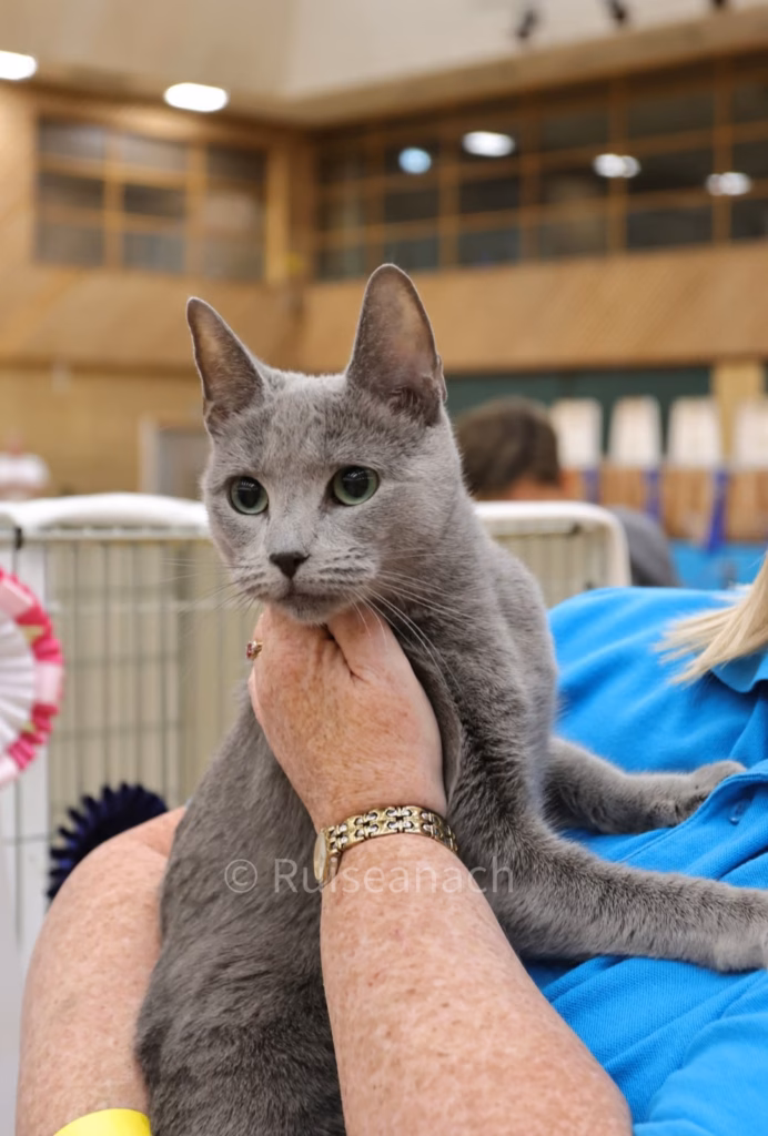 Russian Blue cat being held aloft by owner