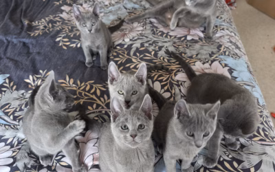 The C Litter: Ready for Their Next Big Adventure