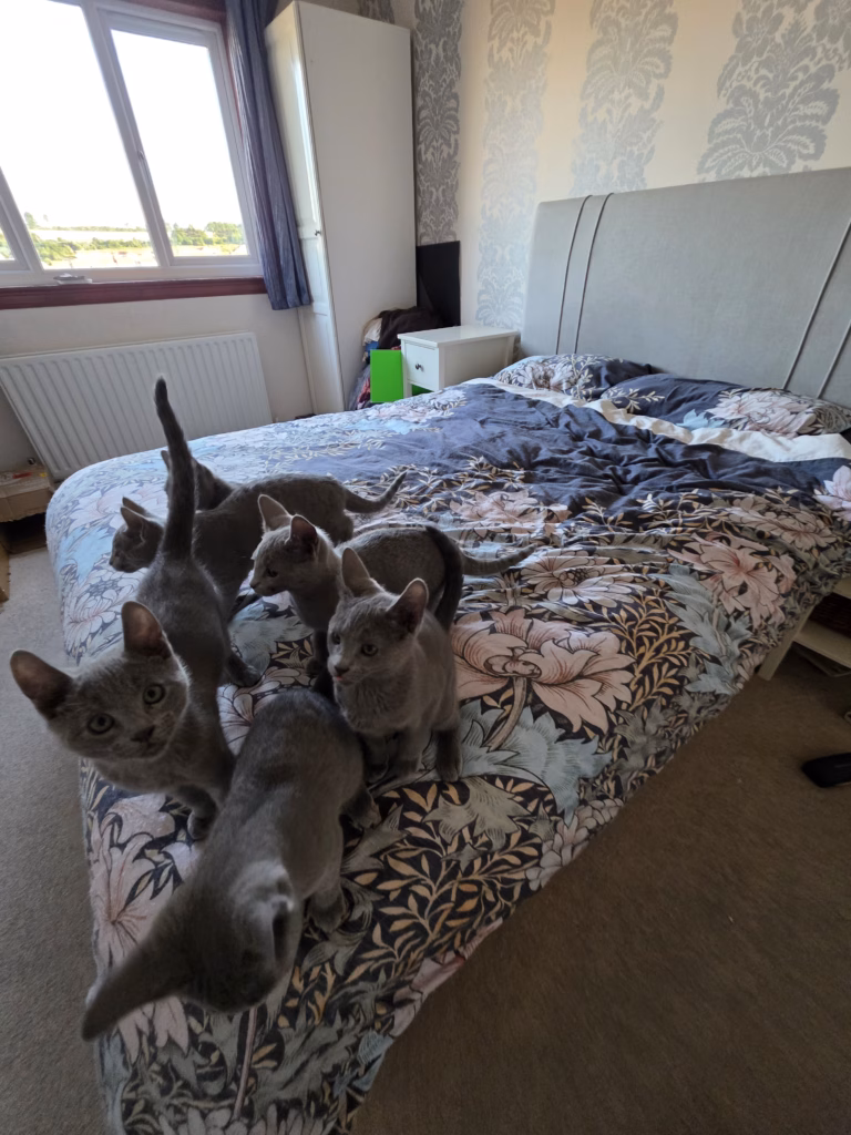 russian blue kittens all together