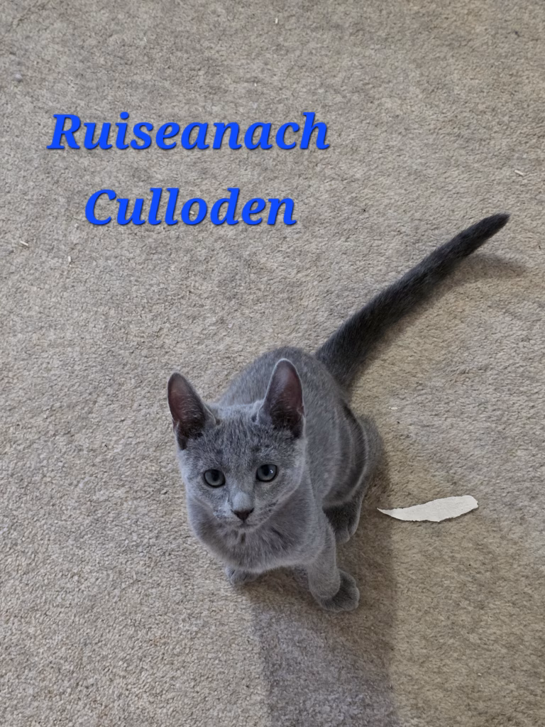 russian blue kitten