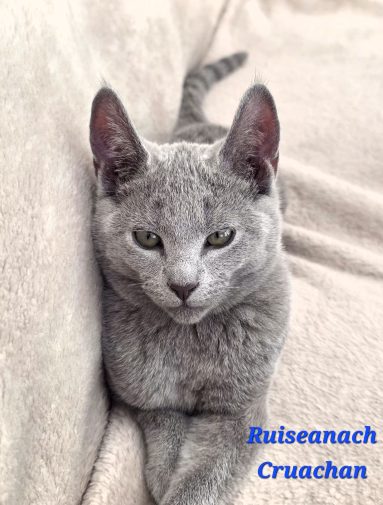 russian blue kitten